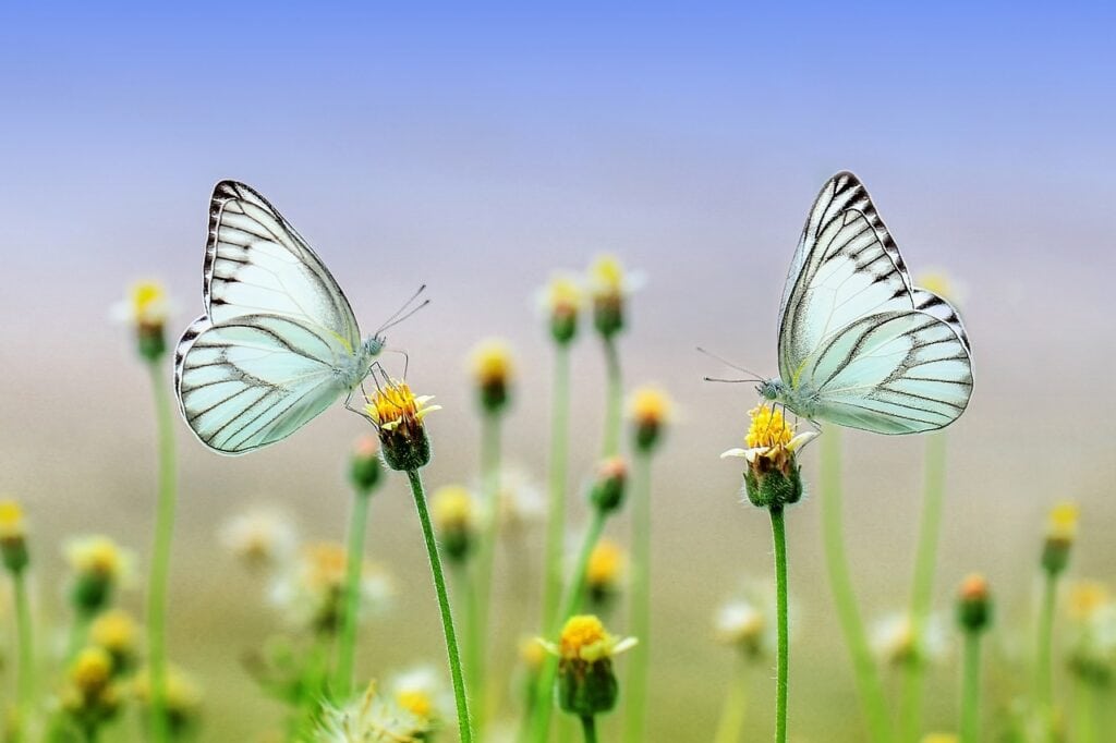 Spring White