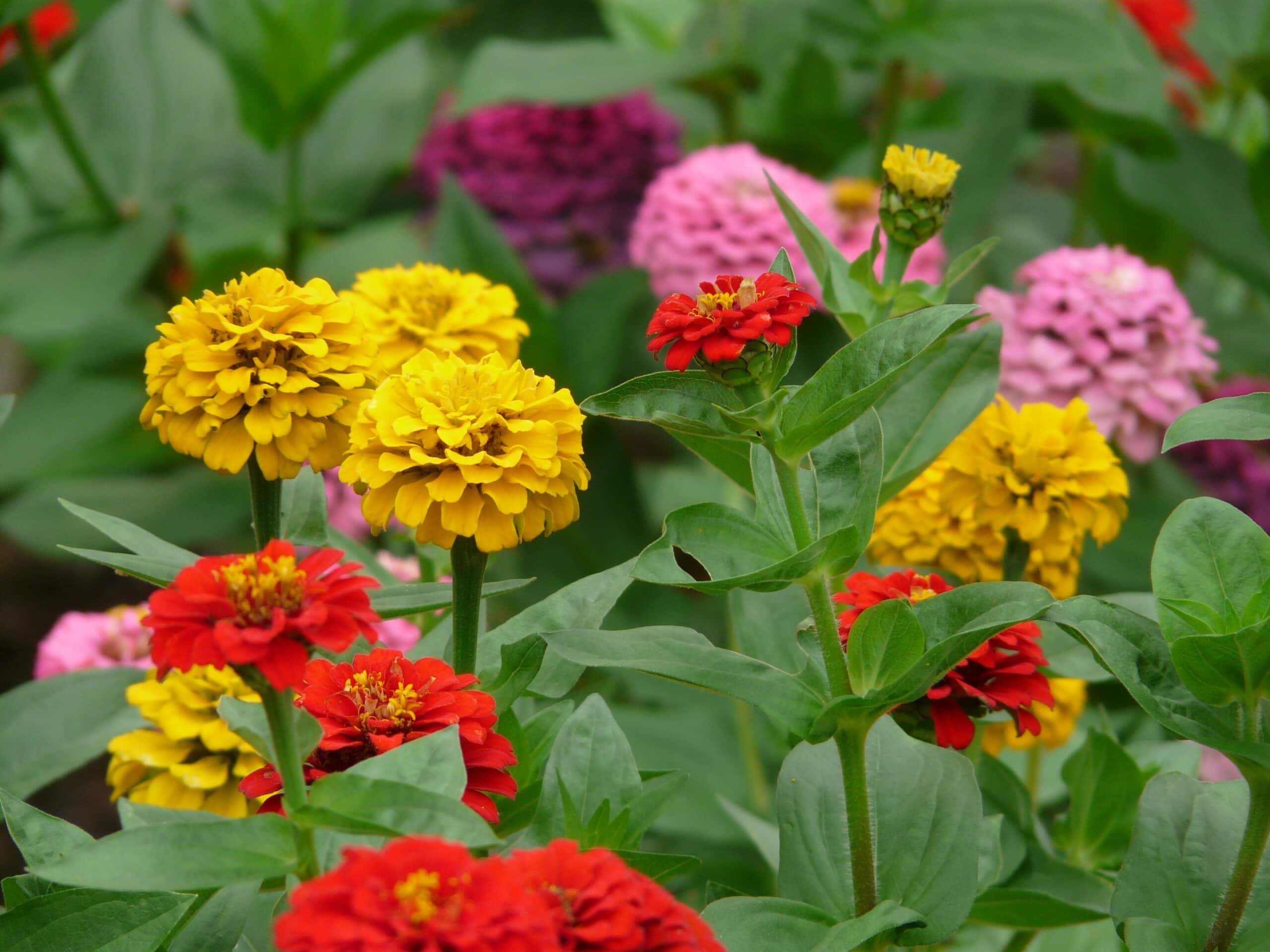 State Fair Mix Zinnia flower
