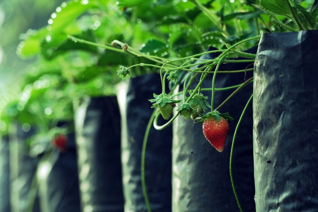 Strawberry planting