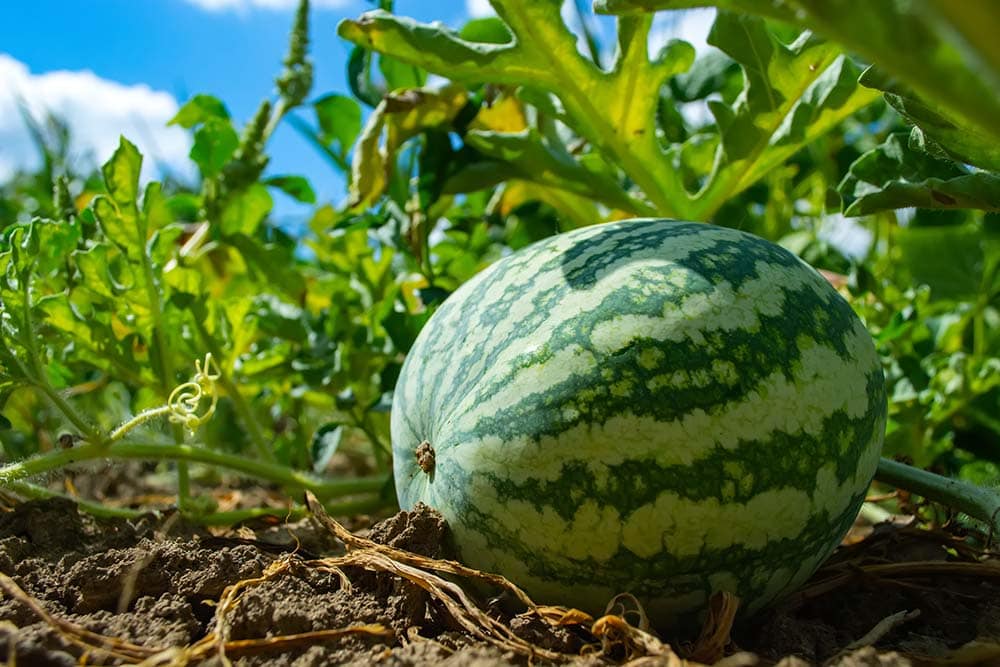 Striped watermelon on the field during ripening