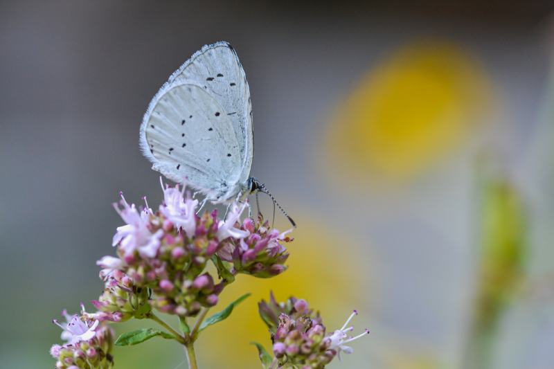 Summer Azure Butterfly or Celastrina neglecta