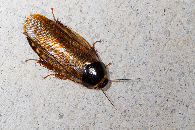 Surinam cockroach