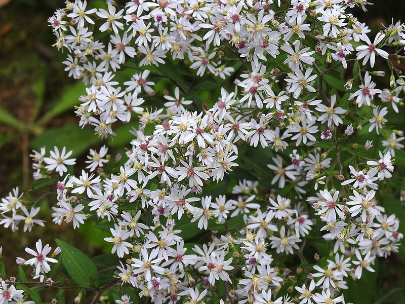 Symphyotrichum Cordifolium