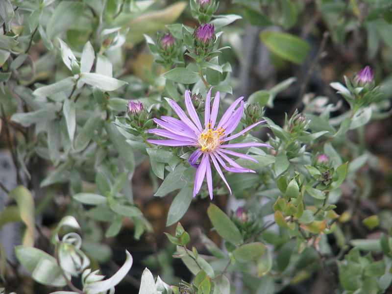 Symphyotrichum Sericeum