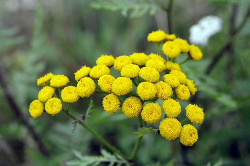 Tansy yellow flowers