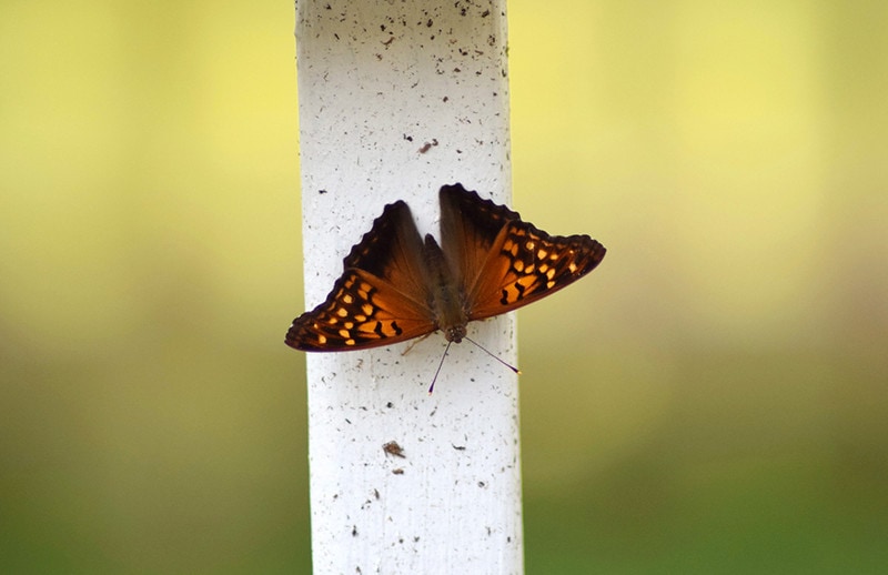 Tawny Emperor