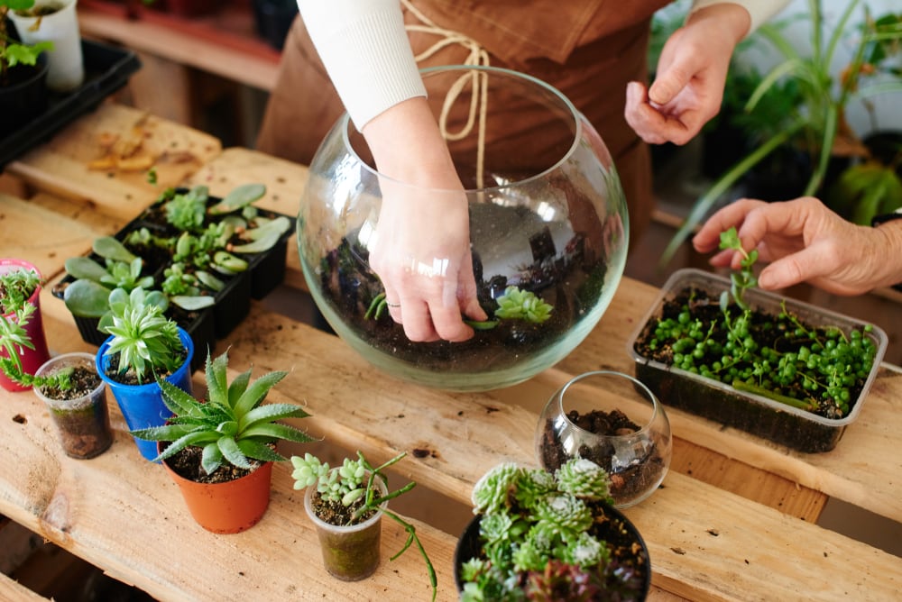 Terrarium