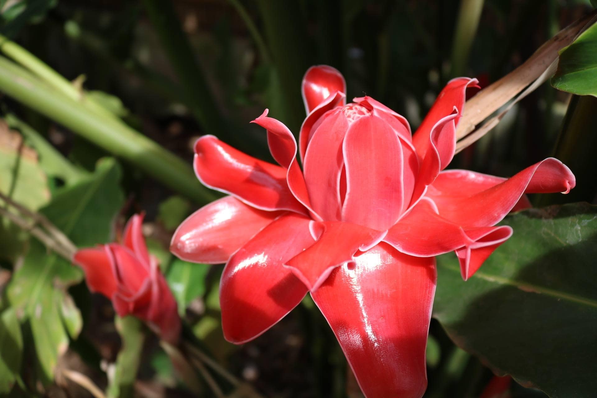 Torch Ginger