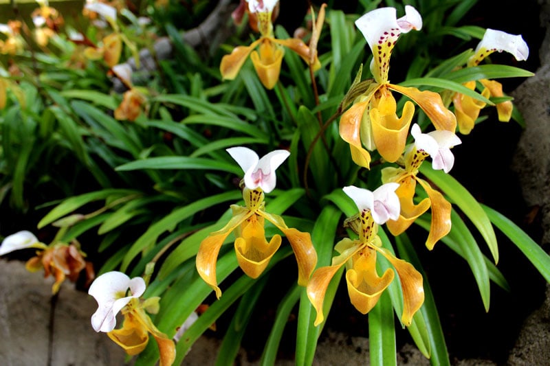 white and yellow Tropical-Lady's Slipper (Paphiopedilum)