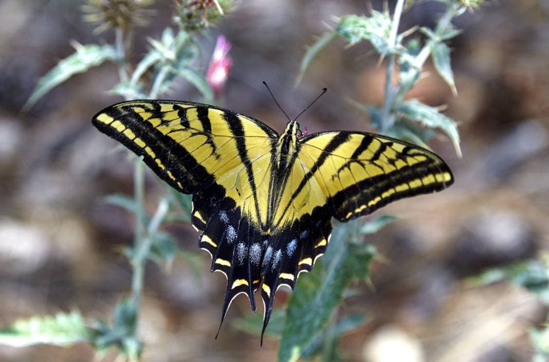 Two-Tailed Swallowtail