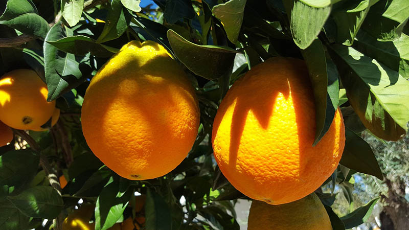 Valencia Oranges