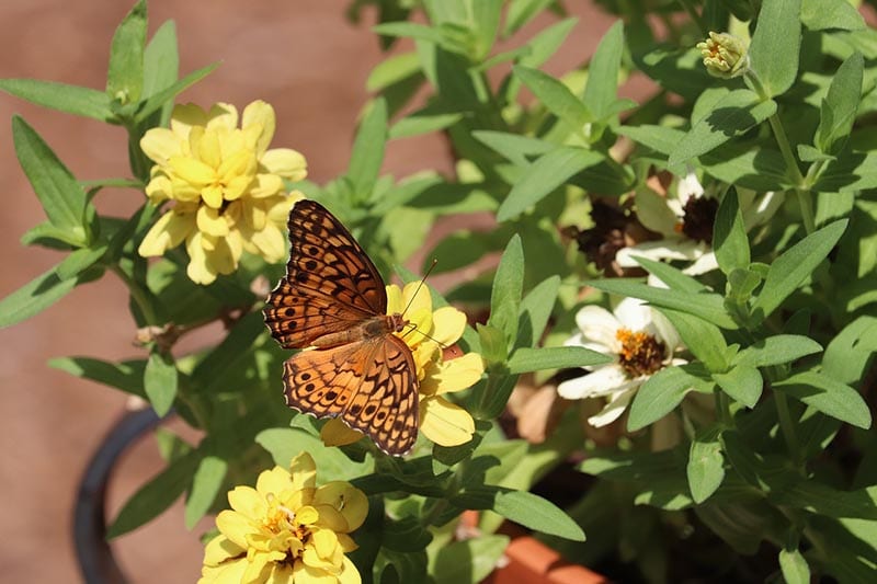 Variegated fritillary