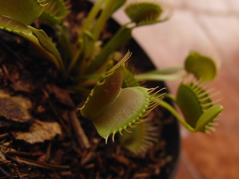 Venus Flytrap Closeup