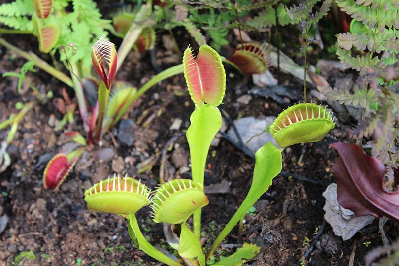 Venus Flytrap