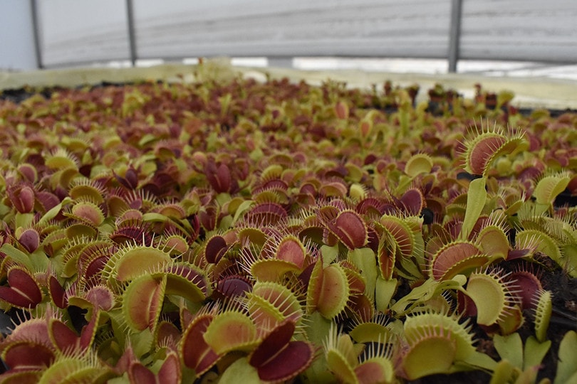 Venus fLYTRAP