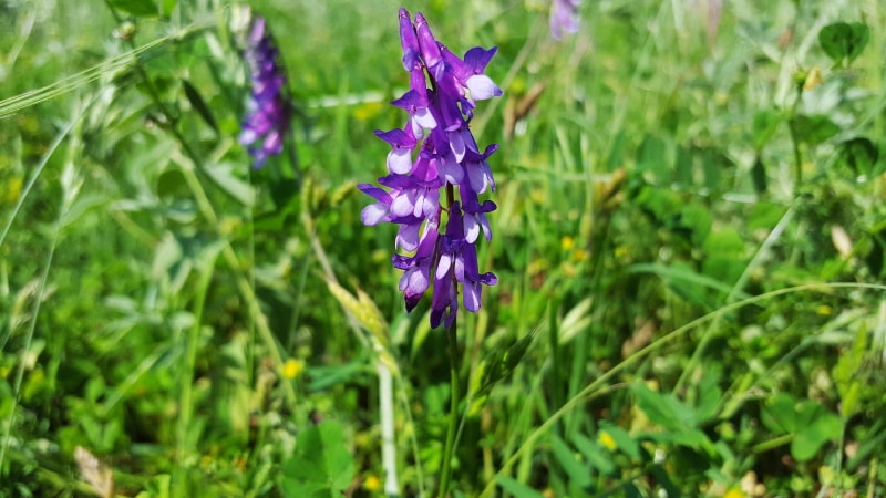 Vetch blossom plant