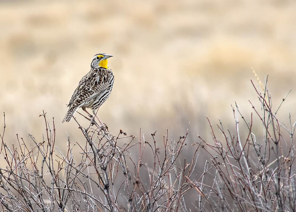 Western Meadowlark