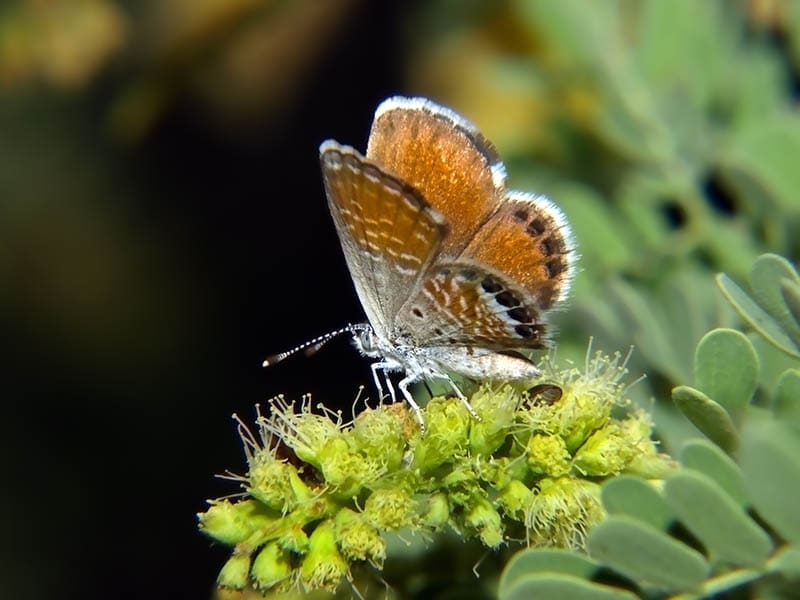 Western Pygmy Blue Butterfly