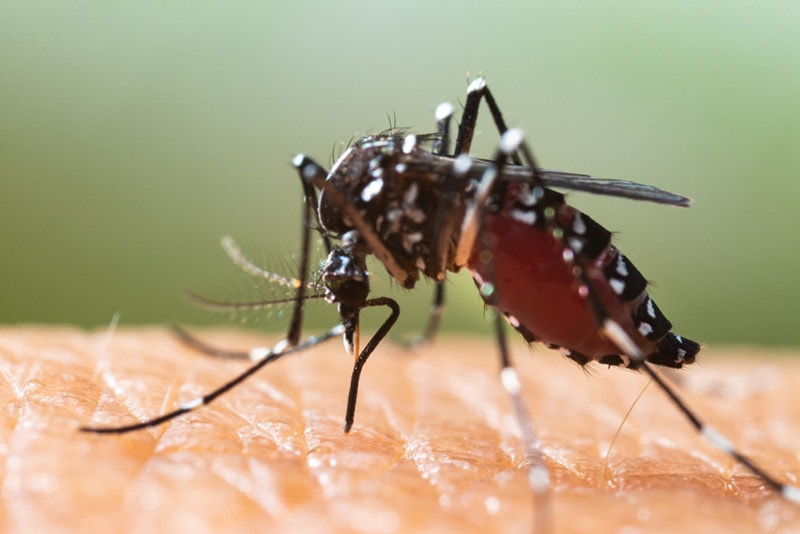 White-Dotted Mosquito