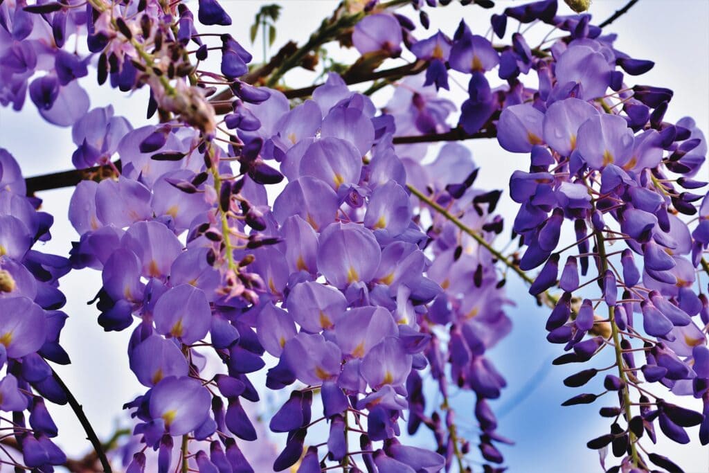 Wisterias Bloom