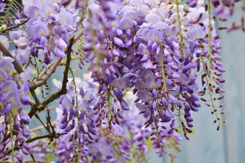 Wisterias Bloom