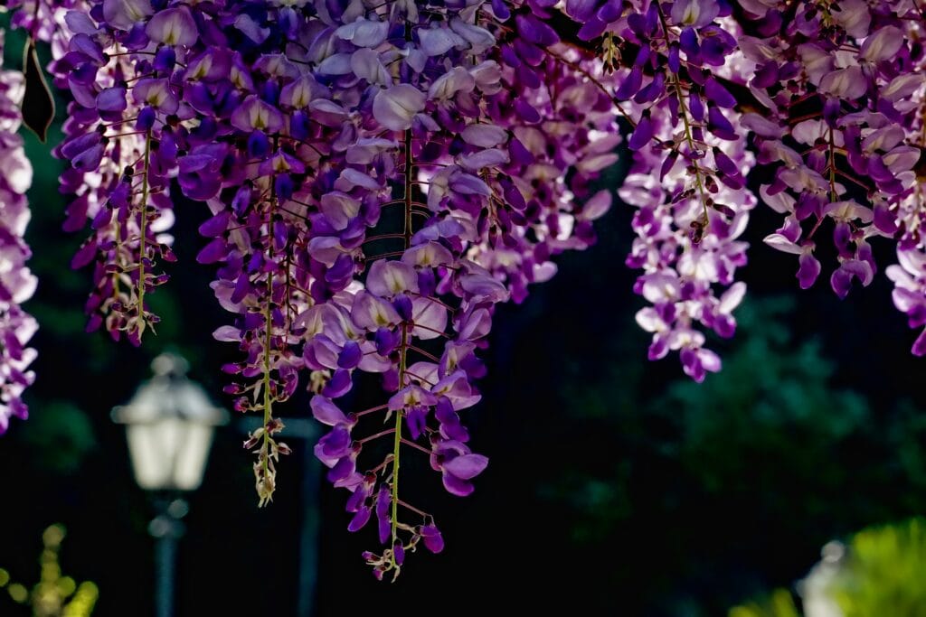 Wisterias Bloom