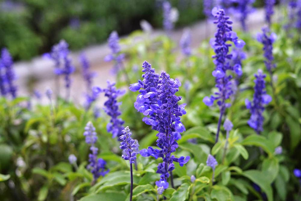 Wolly Lavender