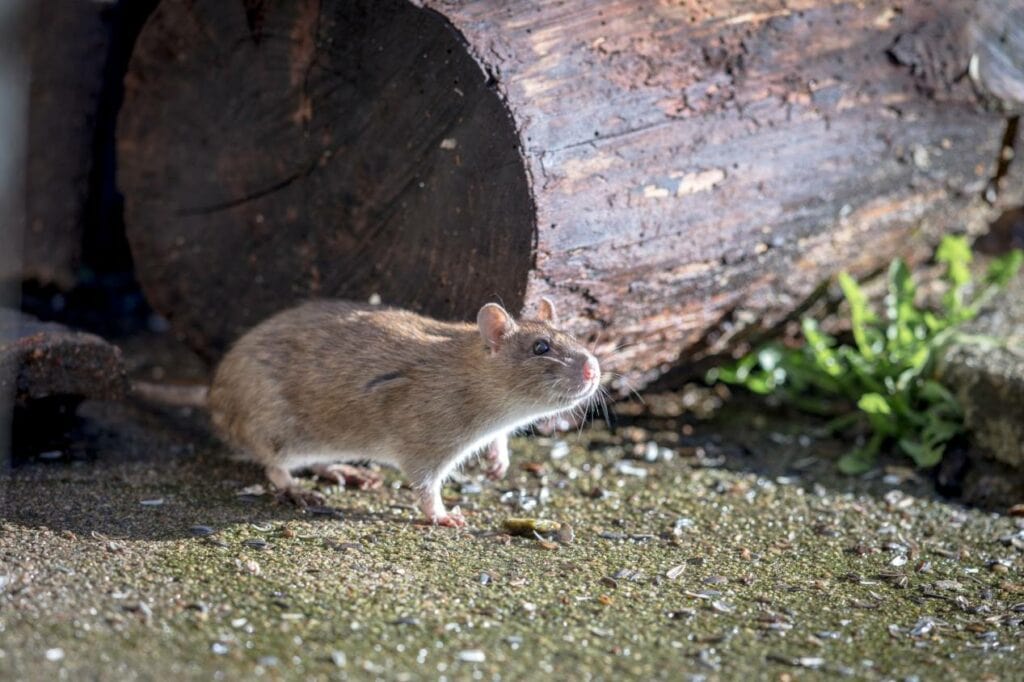 Wood Rat