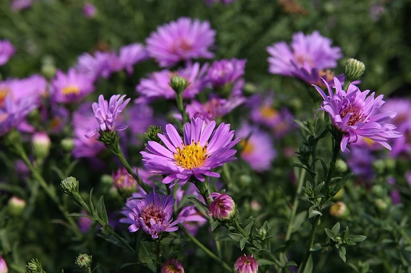 Woods Purple Aster