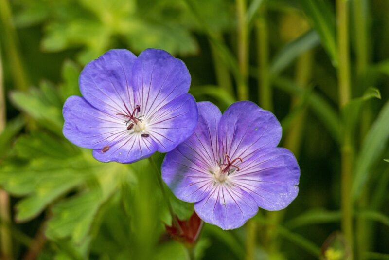 Woolly Geranium