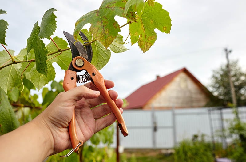 Worker using secateurs to cut grapevine