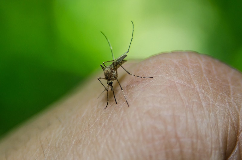 Yellow Fever Mosquito