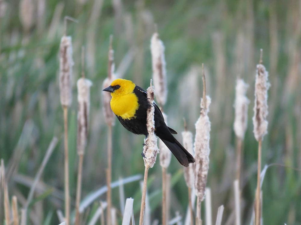 Yellow headed blackbird