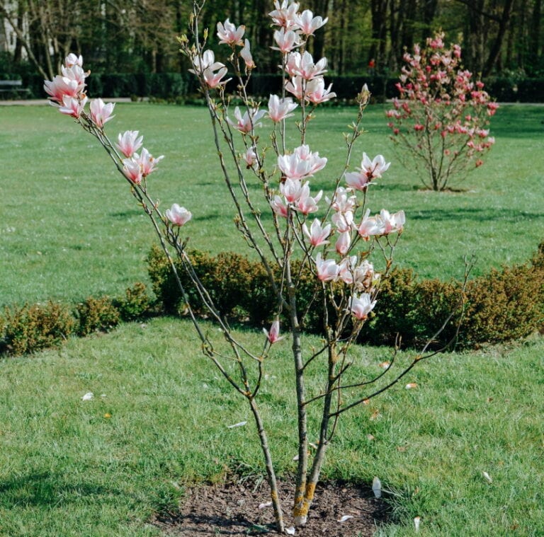 Tree Grail How Much Do Magnolia Trees Cost? (2026 Price Guide) | Home Grail