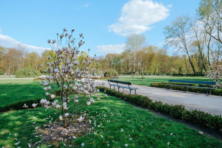 Tree Grail How Much Do Magnolia Trees Cost? (2026 Price Guide) | Home Grail
