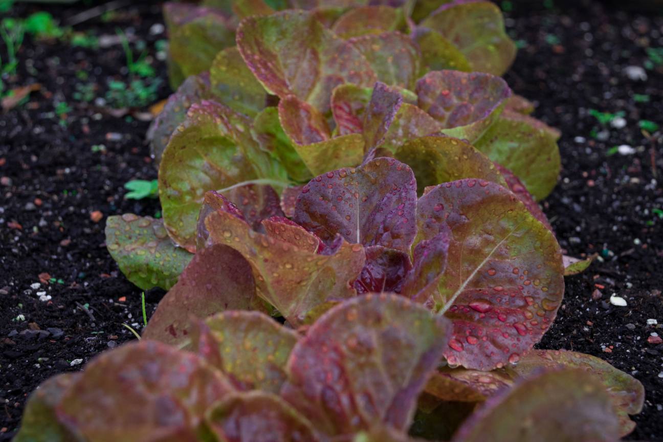 Yogoslavian Red Lettuce