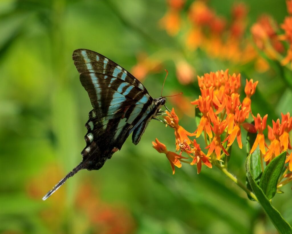 Zebra Swallowtail