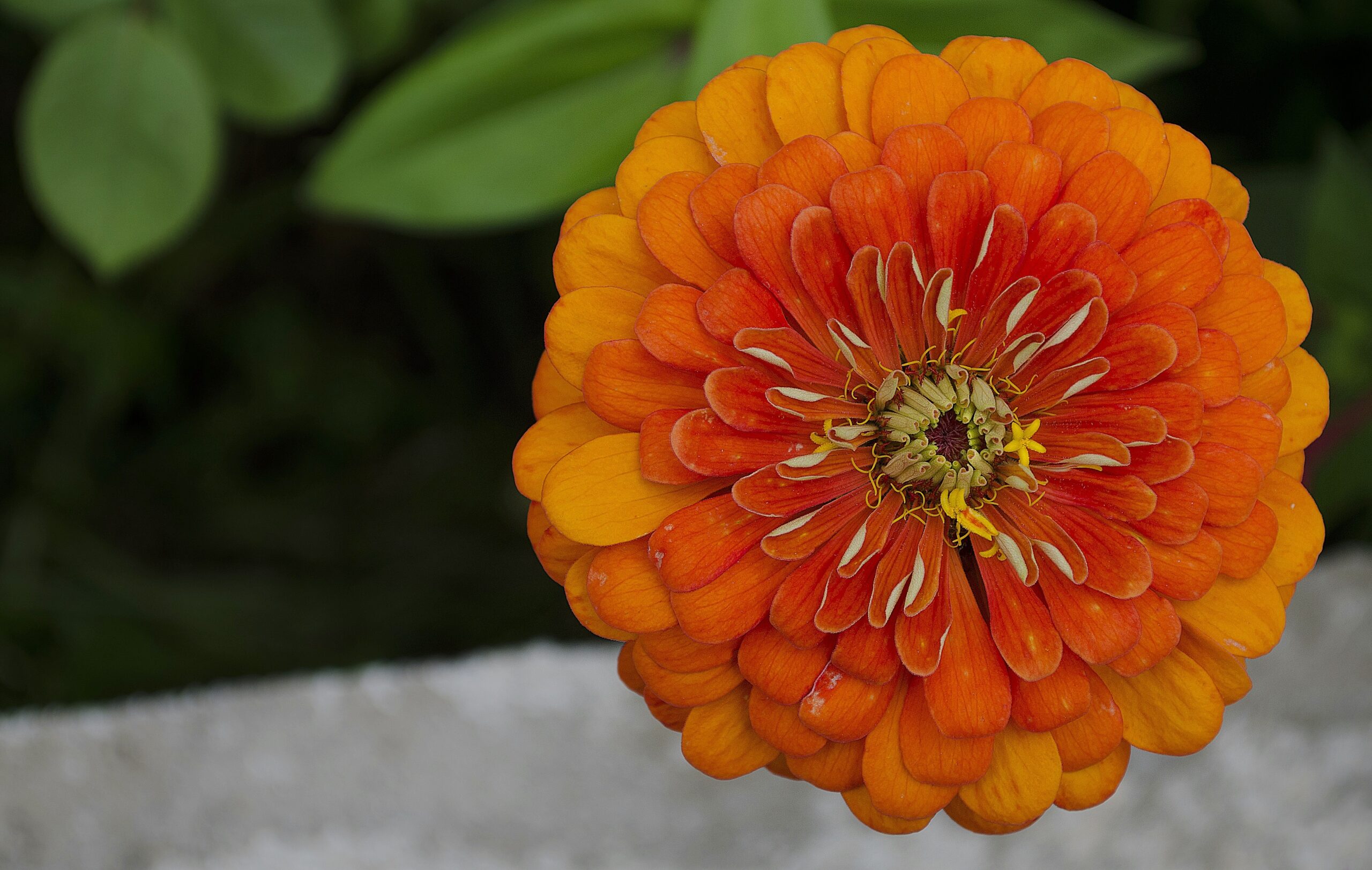 Zowie Yellow Flame Zinnia flower