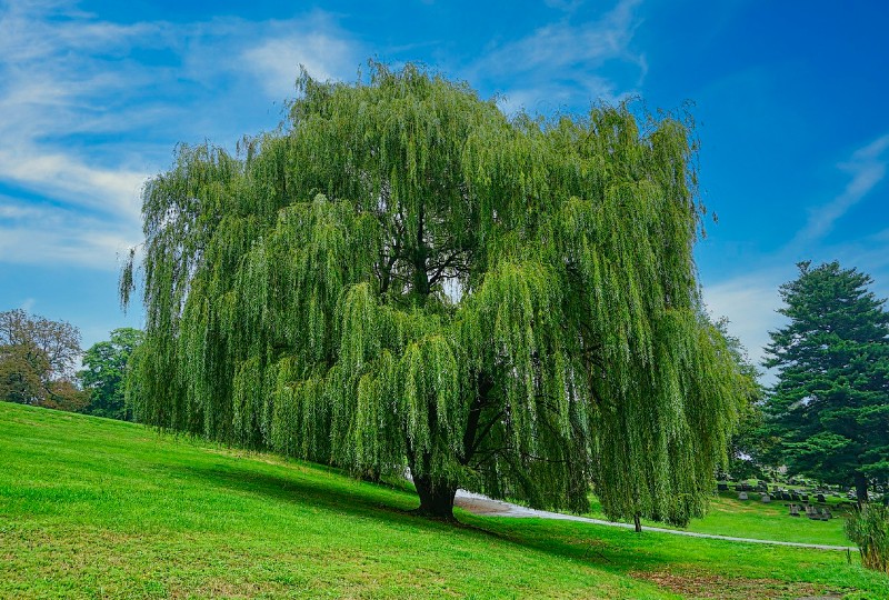 a beautiful and mighty weeping willow tree