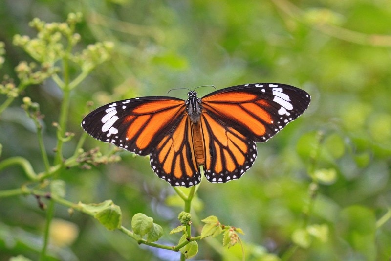 a beautiful monarch butterfly