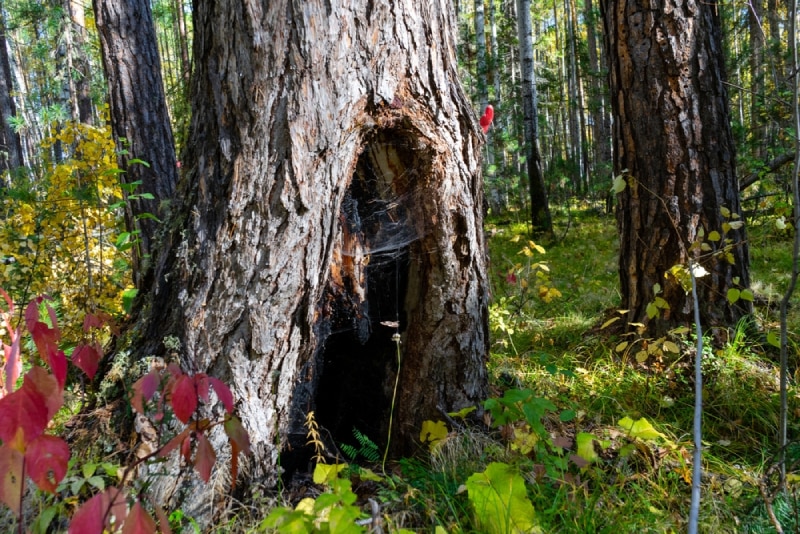 a big old pine tree trunk damaged with a hole in the bottom
