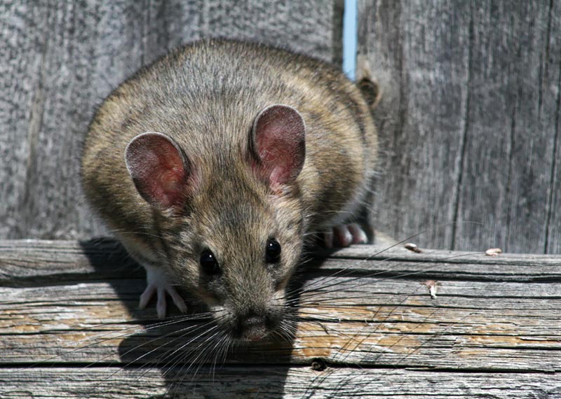 a bushy tailed woodrat
