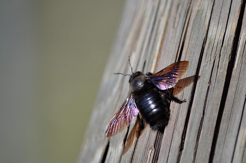 a carpenter bee