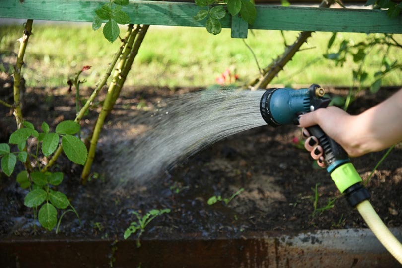 a gardener waters a rose in the garden