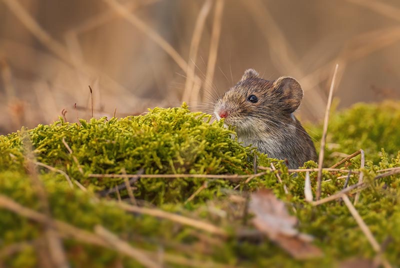 a meadow vole