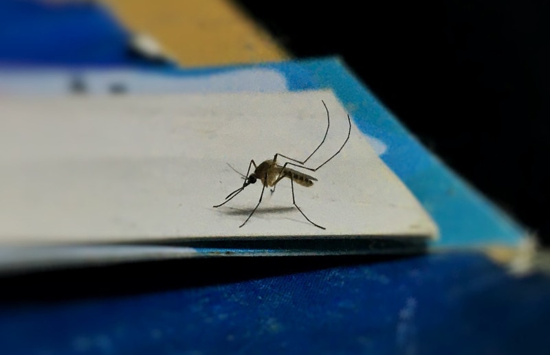 a mosquito on top of flat cardboard