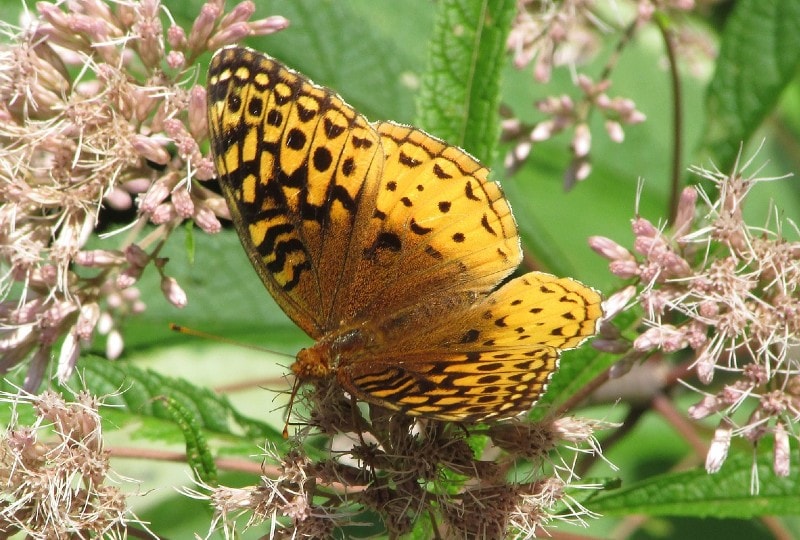 a pearl crescent butterfly