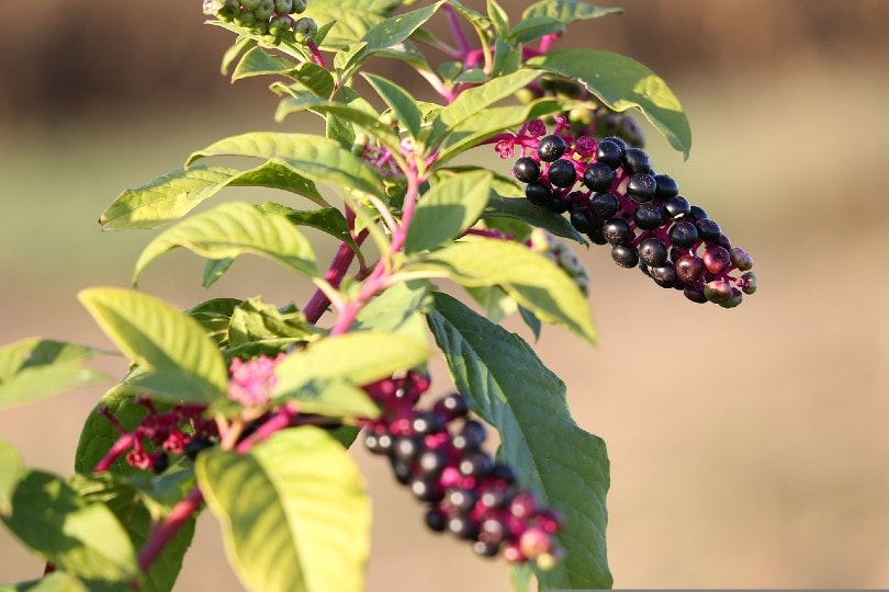 a pokeweed plant
