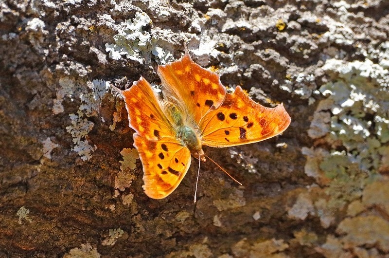 a question mark butterfly