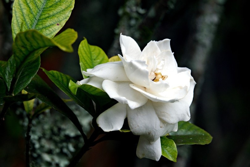 a white gardenia flower